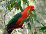 Australian King Parrot (Source: Wikipedia Commons)